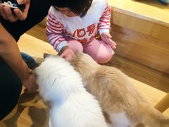 -滚猫咖啡·猫咖·猫友好撸猫(未来城店)