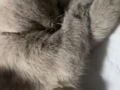 -艾贝尔宠物医院·24H转诊中心·肿瘤猫专科(江宁双龙店)