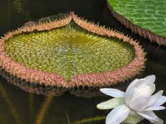 -北京植物园-展览温室