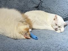 -有猫主题·治愈系猫咖(曾厝垵店)