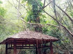 -滴水岩森林公园