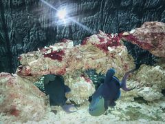 -北戴河圣蓝海洋公园