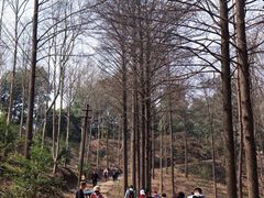 -午潮山国家森林公园