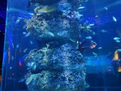 -芜湖新华联大白鲸海洋公园