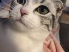 -Bastet sally猫舍购宠(静安店)