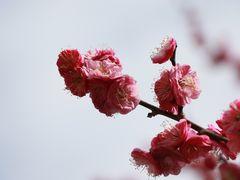 -顾村公园