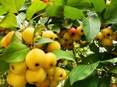 -大兴滨河森林公园