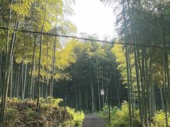 -东明山森林公园