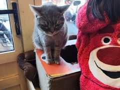 -猫小院猫主题餐厅(南锣旗舰店)