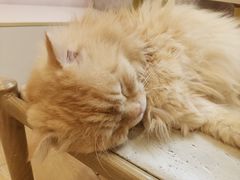 -猫咪派对(江南西店)
