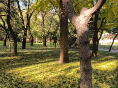 -元大都城垣遗址公园