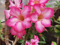 -北京植物园-展览温室