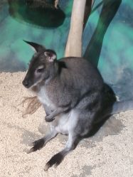 -未来动物城动物主题公园(大悦城店)