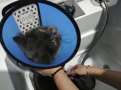 -老吴的猫·猫舍(新区店)