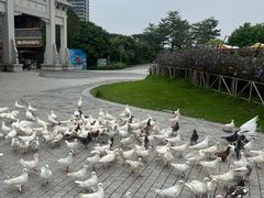 -江门古劳水乡旅游区