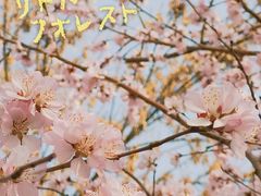 -桃花堤公园