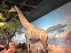 -陕西自然博物馆