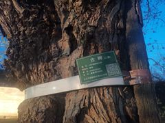 -元大都城垣遗址公园