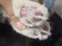 -中农大我爱我爱动物医院·核磁CT·猫病·24小时夜诊中心(石佛营店)