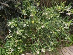 -三圣花乡旅游区