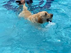 -趣玩宠物乐园寄养训犬训狗游泳池