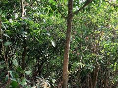 -梧桐山风景名胜区