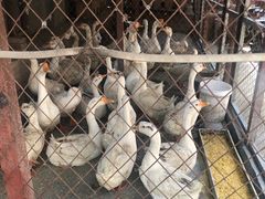 -鱼窝棚柴火铁锅炖(富山屯店)