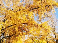 -三里屯东五街银杏大道