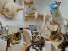 -COLOR PETS 撸猫馆·购猫·猫咖(长风大悦城店)