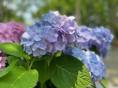 -上海共青森林公园