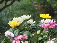 -莫愁湖公园