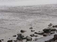 -深圳湾公园(南山区)