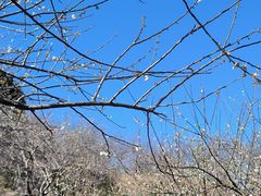 -广州市流溪河国家森林公园