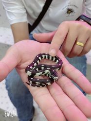 -Moni星球萌宠·小马宝莉·灵蛇·高端高阶全萌宠互动体验俱乐部(红豆国际广场店)