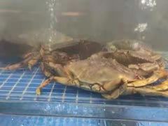 -鸿港海鲜批发市场