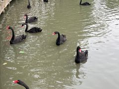 -溱湖国家湿地公园