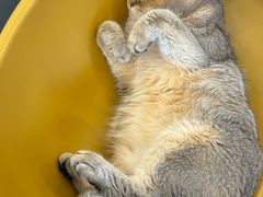 -有喵·猫咖·狗咖·30几只猫10只小狗(岗厦店)