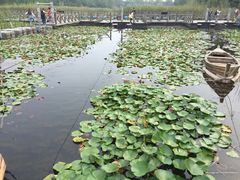 -溱湖国家湿地公园