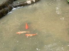 -清境桃源
