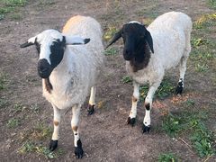 -呼和诺尔旅游景区