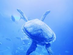 -左海海底世界