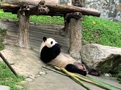 -都江堰中华大熊猫苑