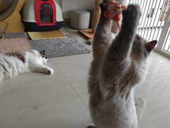 -珠海悠米米努特矮脚猫舍