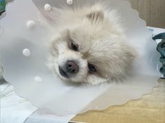 -北京观赏动物医院·24小时大型综合·猫专科·异宠专科