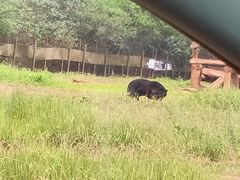 -海南热带野生动植物园