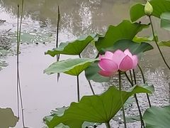 -莲湖公园