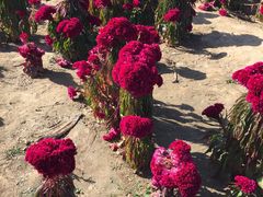 -北京东方普罗旺斯薰衣草庄园