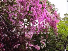 -深圳国际园林花卉博览园