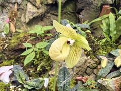 -国家植物园南园