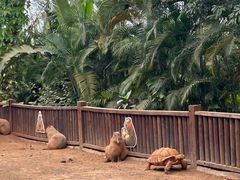 -海南热带野生动植物园
